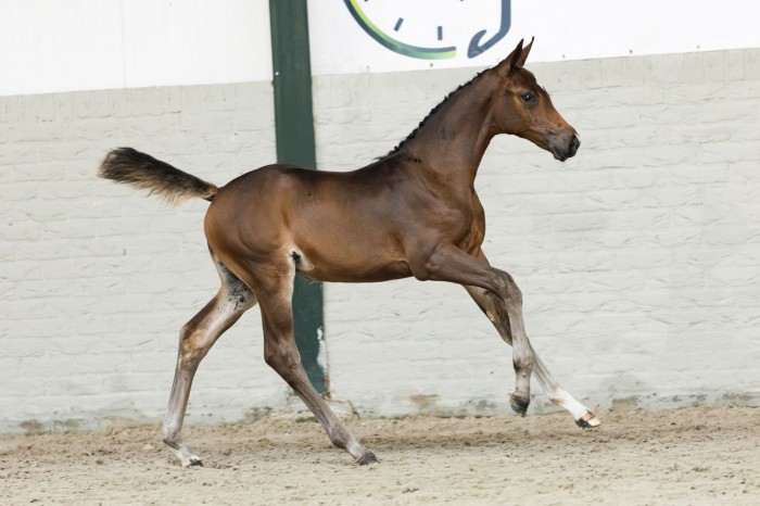 Verona the highlight at €16,500