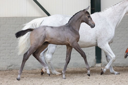 Nakomeling Amy-Lee vd Keienlegger Z