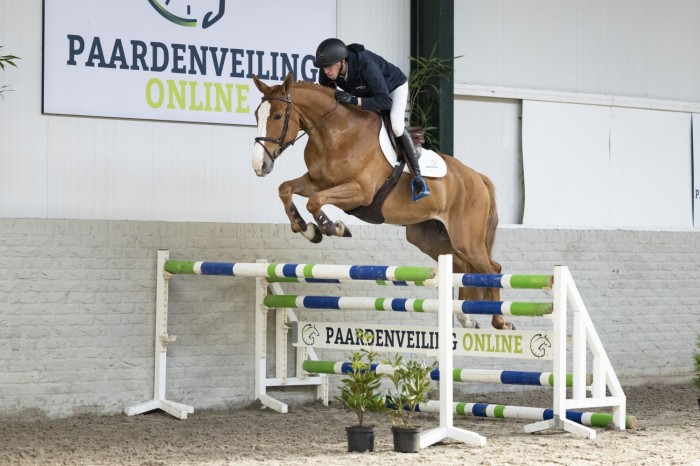 Wereldwijde interesse in veelbelovende paarden