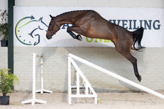 Toekomstige kampioenen verkocht: topper blijft voor €40.000 in Nederland