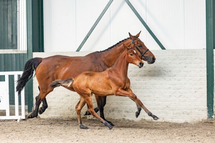 First foal auction 2023 a great success! Auction topseller to United States