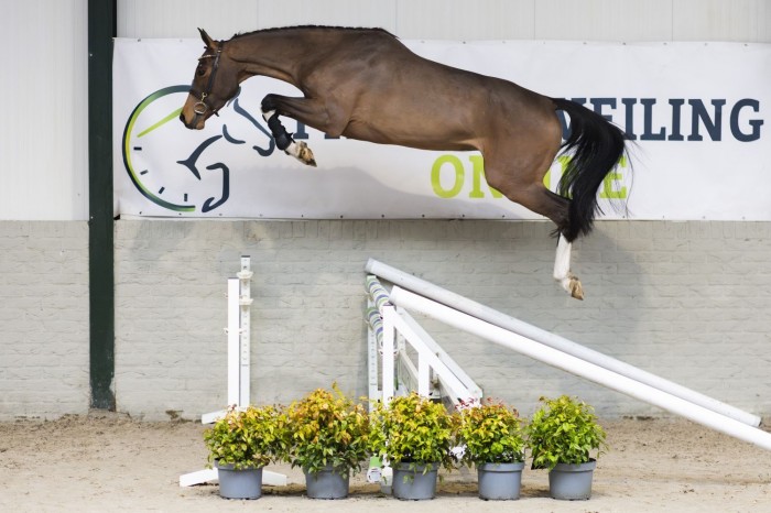 Sterke start: 83% verkocht, jonge paarden tot €28.000