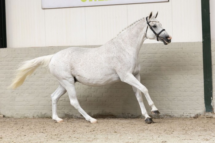 Embryo’s tot €26.000, merries tot €23.000 en veulens tot €11.000