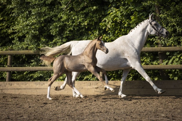 Top collectie springveulens & embryos