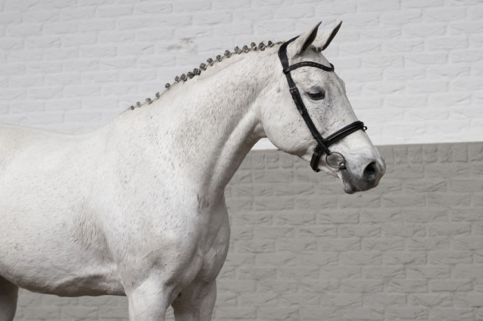 Embryo van Escape Z veilingtopper Februari veiling
