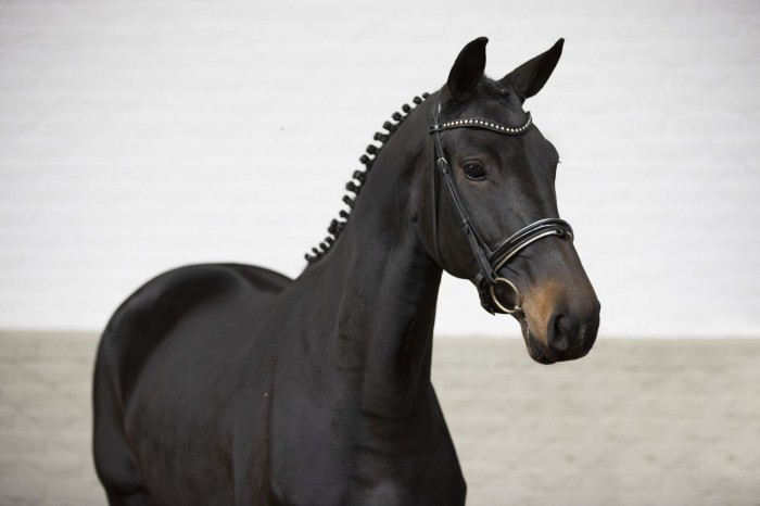 Night Lady K veilingtopper