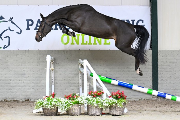 Van Balia-stam tot Heartbreaker-dochter in de succesvolle veiling
