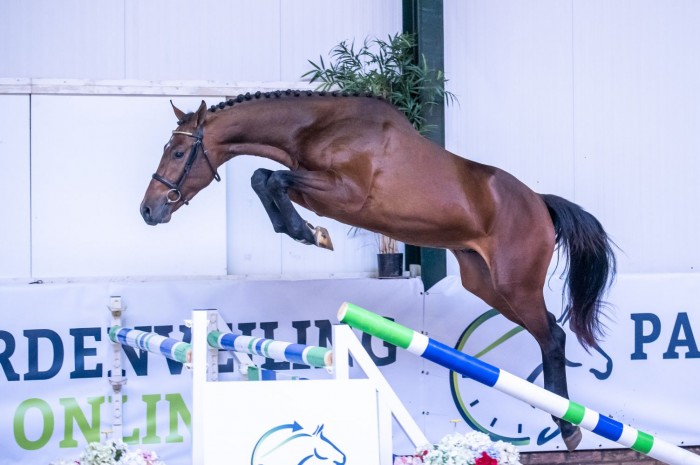 Twee veilingtoppers 4e editie Paardenveilingonline.com!